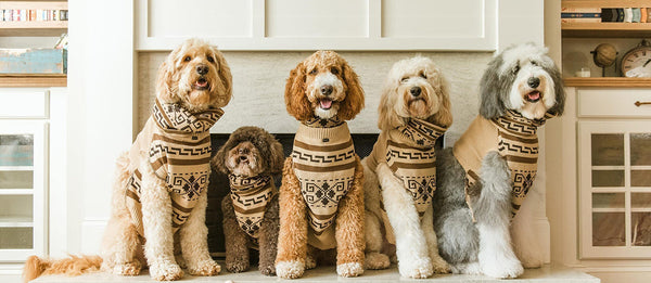 Labradoodles posing with Pendleton dog sweater for the holidays.
