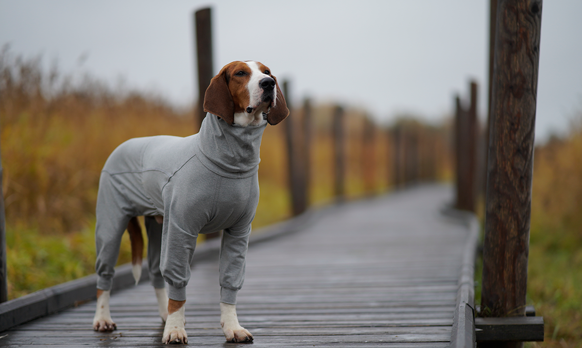 Large dog wearing high quality Paikka dog clothing