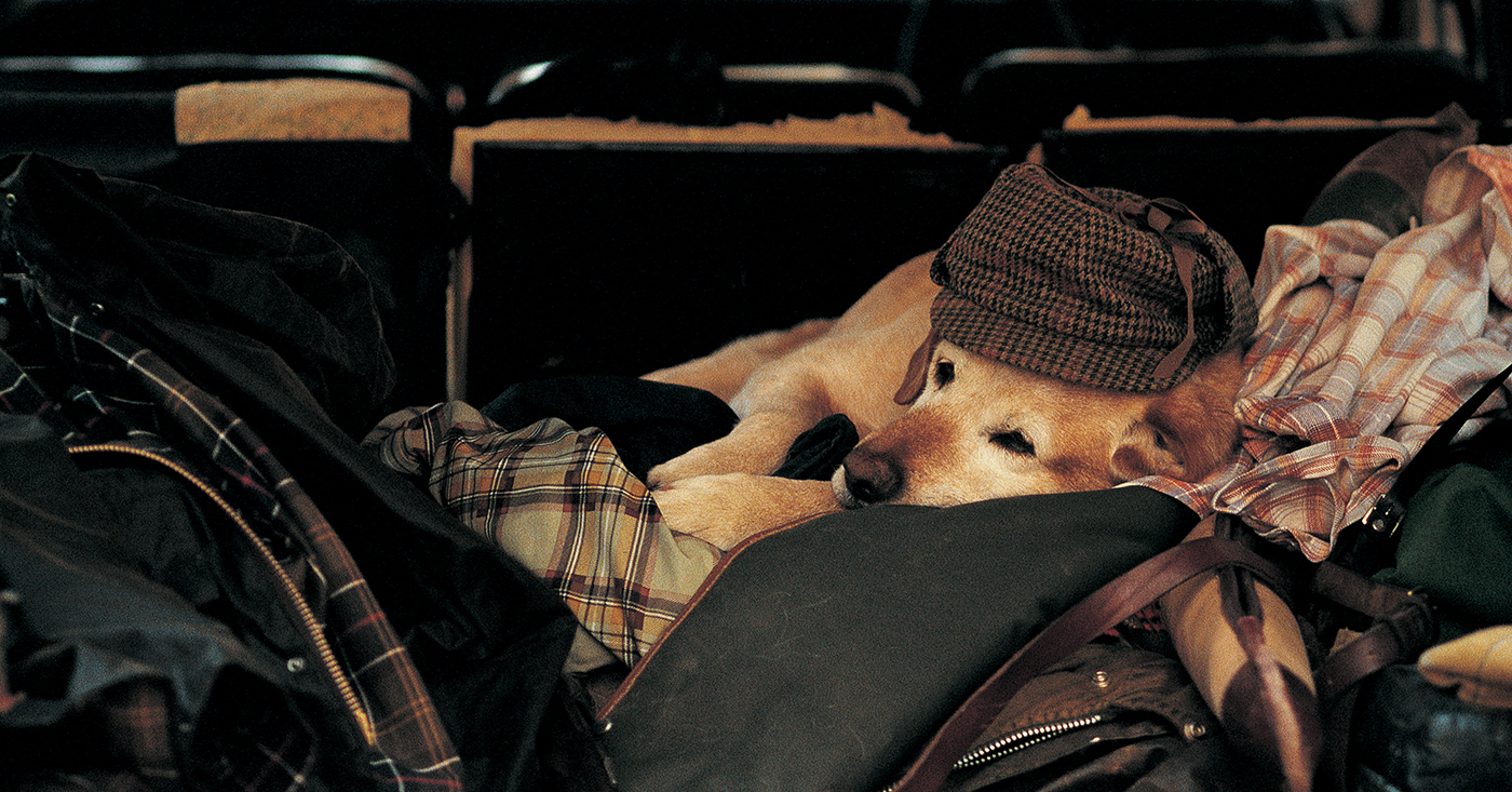 A labrador sleeping with a stylish Barbour dog coat, waxed jacket and tartan blankets.