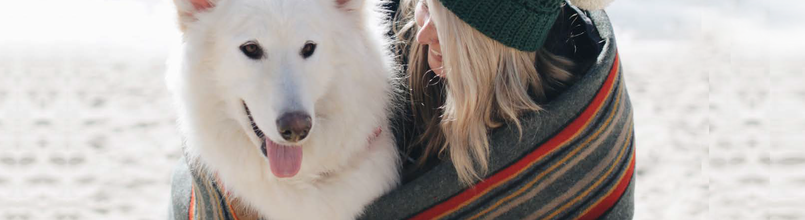 Large white dog cuddling in a Pendleton blanket with dog owner