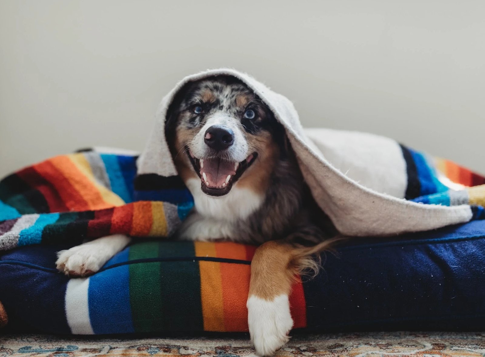 Large dog on Pendleton dog bed and Pendleton pet blankets.