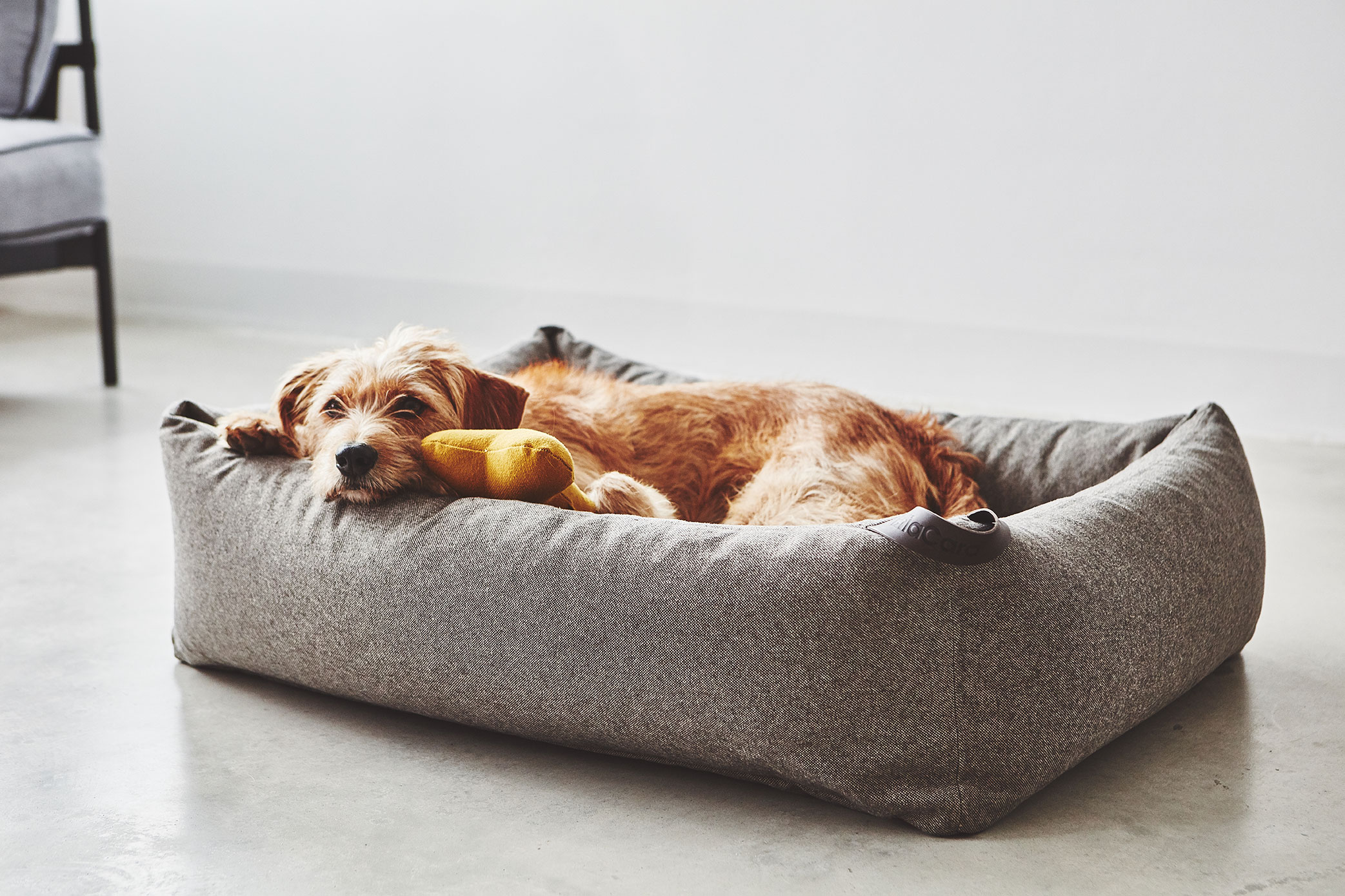 Large dog sleeping on a high quality large dog bed from Miacara bolster bed collection.