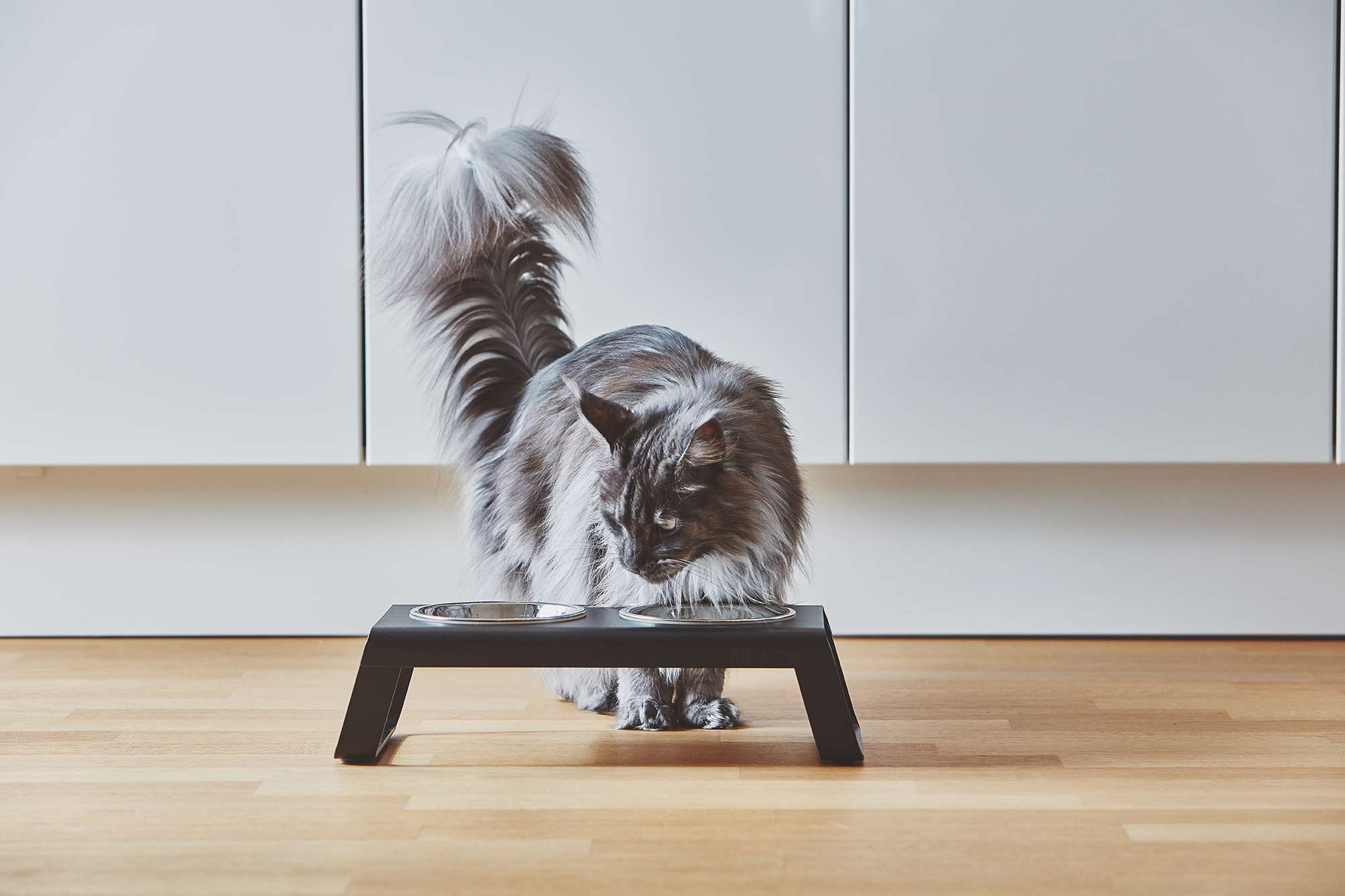 Large cat eating from stylish raised cat bowls from Miacara designs.