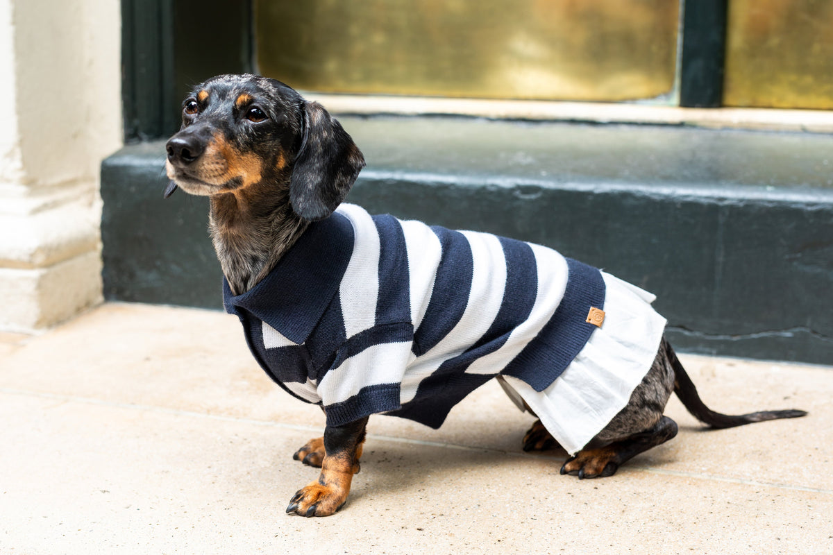 Woman on brownstone steps with a Dachshund and a Yorkie in matching striped polo dresses