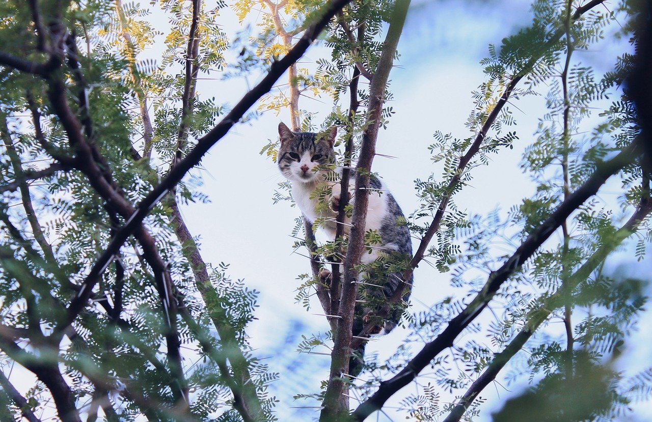 Cat on a tree because cats like to scratch, climb and they need cat scratching posts.