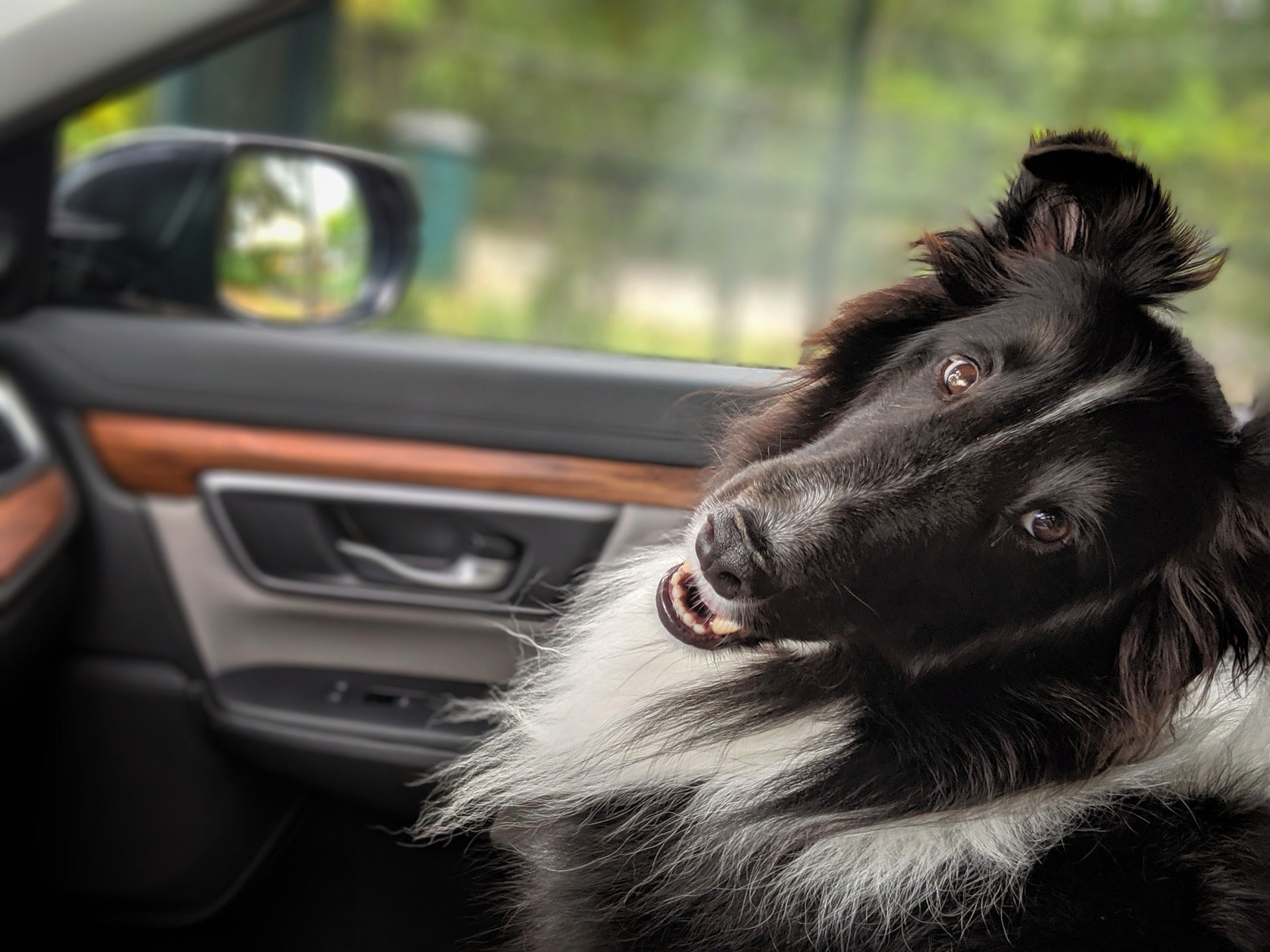 Best car seats for dogs