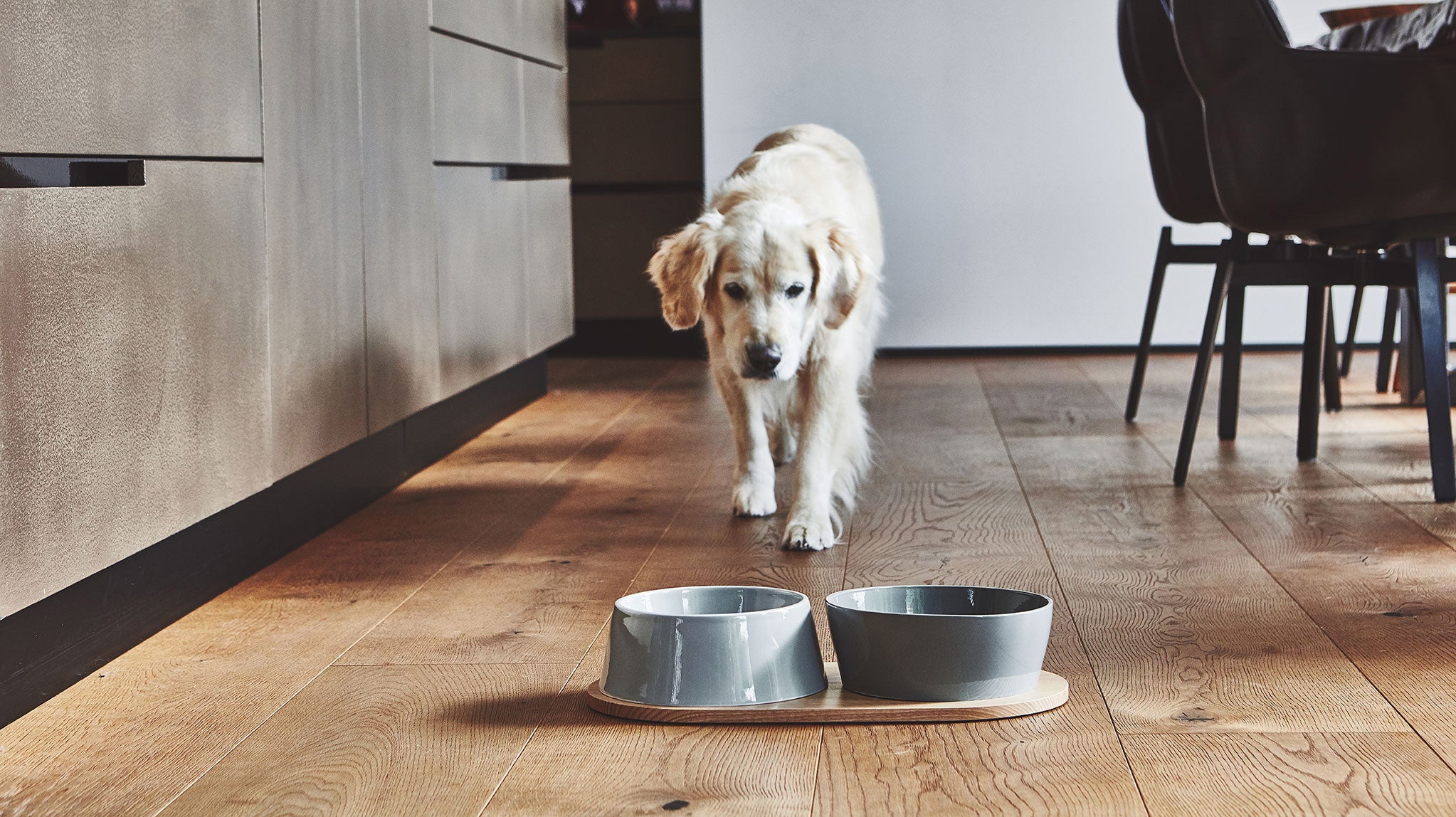 Large dog walking to eat from stylish Miacara designer dog bowls in a modern home.