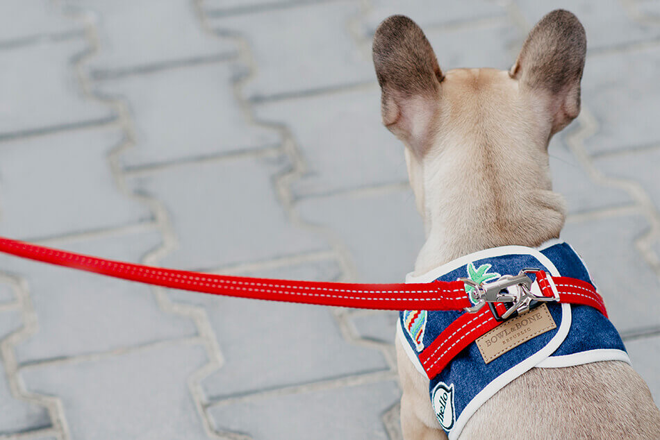 HOW TO CHOOSE THE RIGHT DOG HARNESS