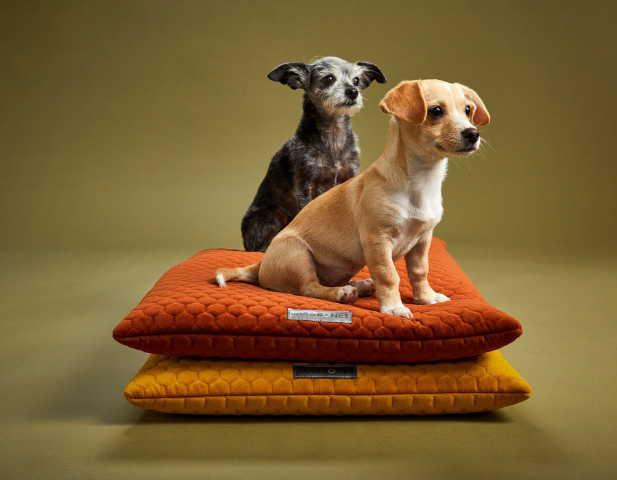 Two dogs sitting on a red and orange pet bed against a green background