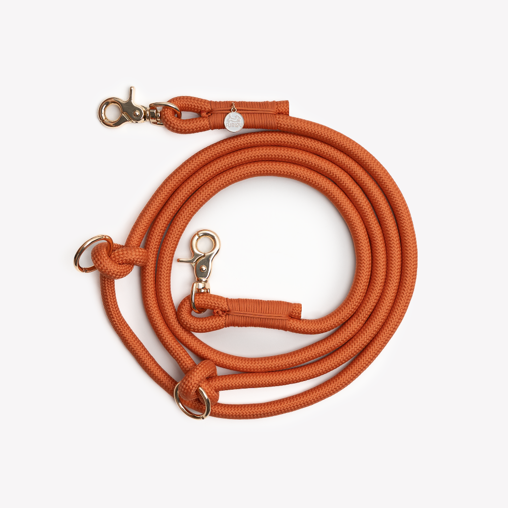 Orange dog leash with metal clips on a white background