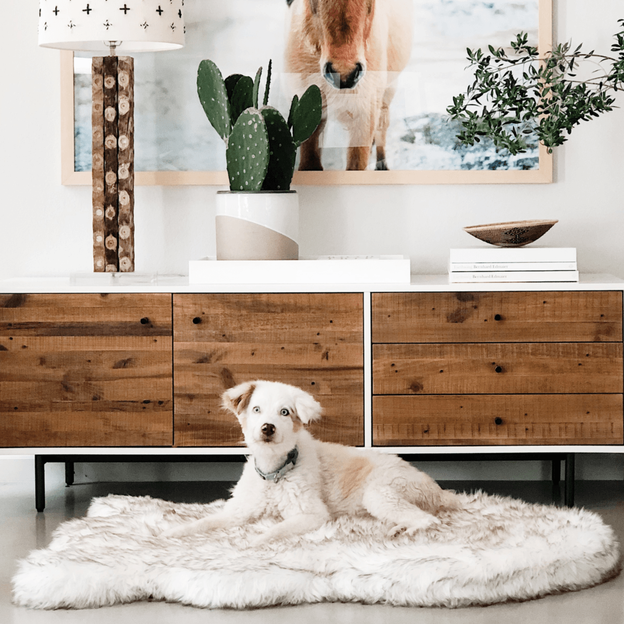 Small dog on a pup rug dog bed in a modern stylish home
