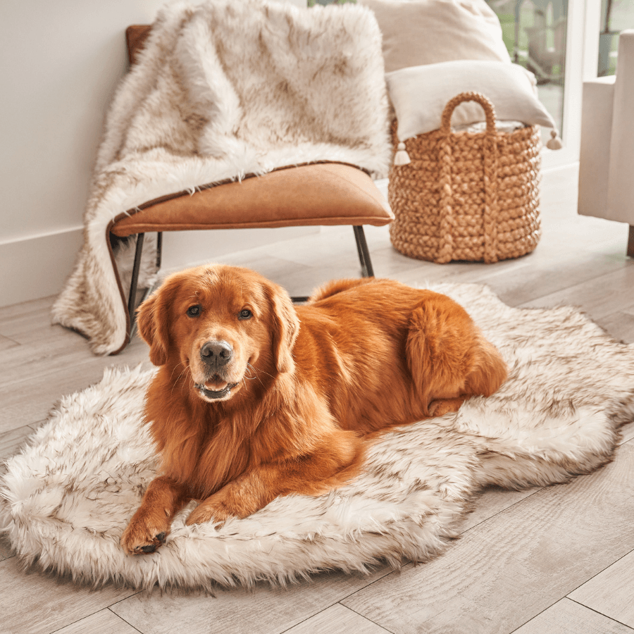 Golden retriever large dog on puprug in a modern home