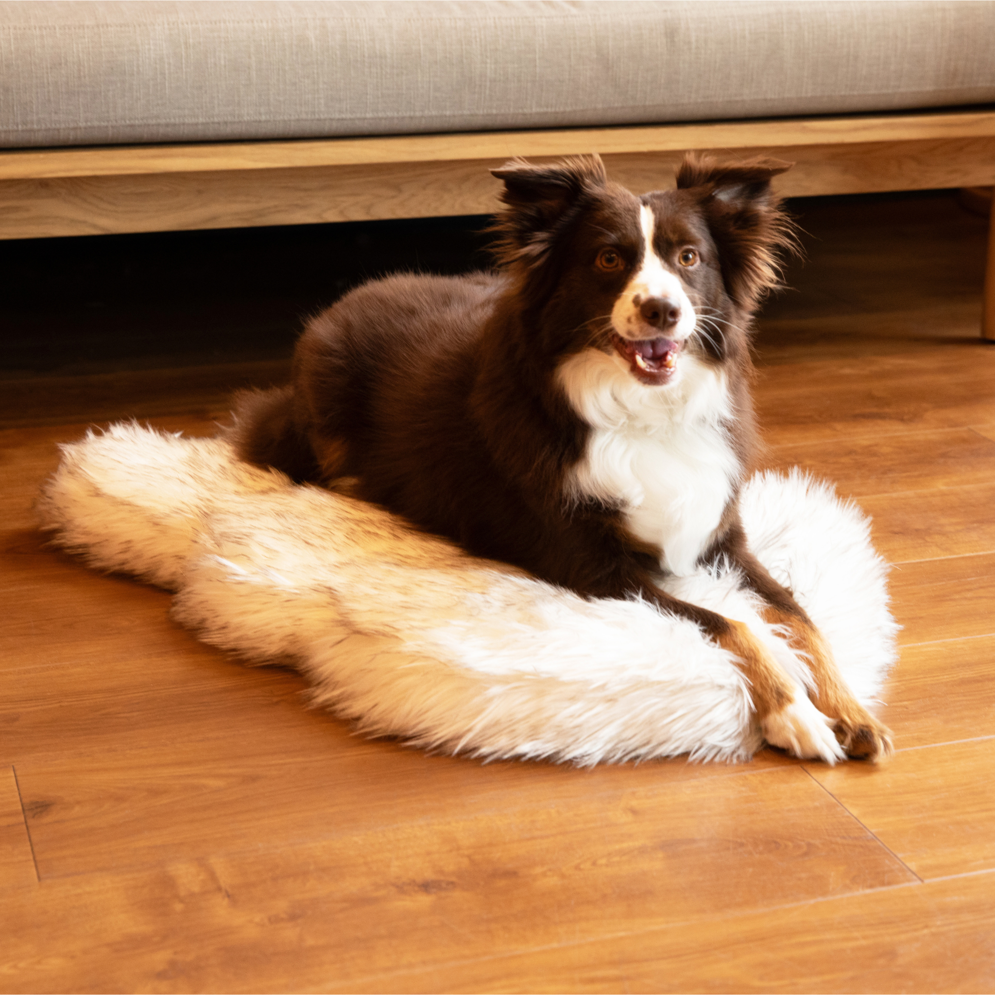 Border collie on a large white dog bed 