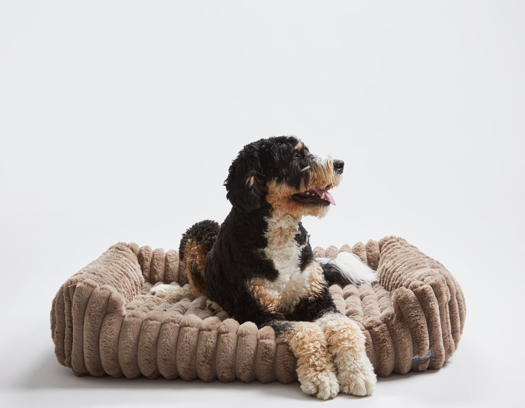 Big dog sitting on a plush luxury brown pet bed against a white background