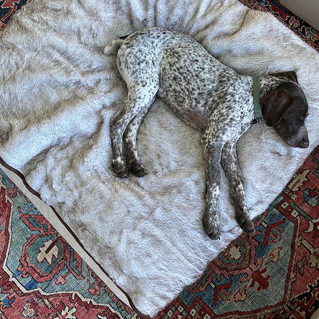 PupProtector summer short fur waterproof dog blanket in white with brown accents, photo 6