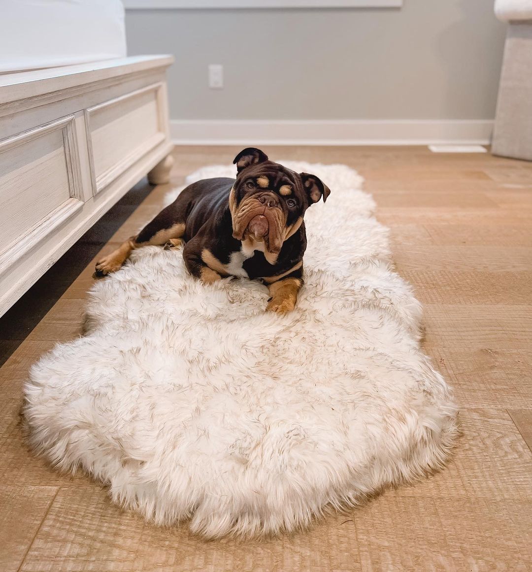Puprug Orthopedic Faux Fur Memory Foam Dog Bed - Curve White with Brown Accents