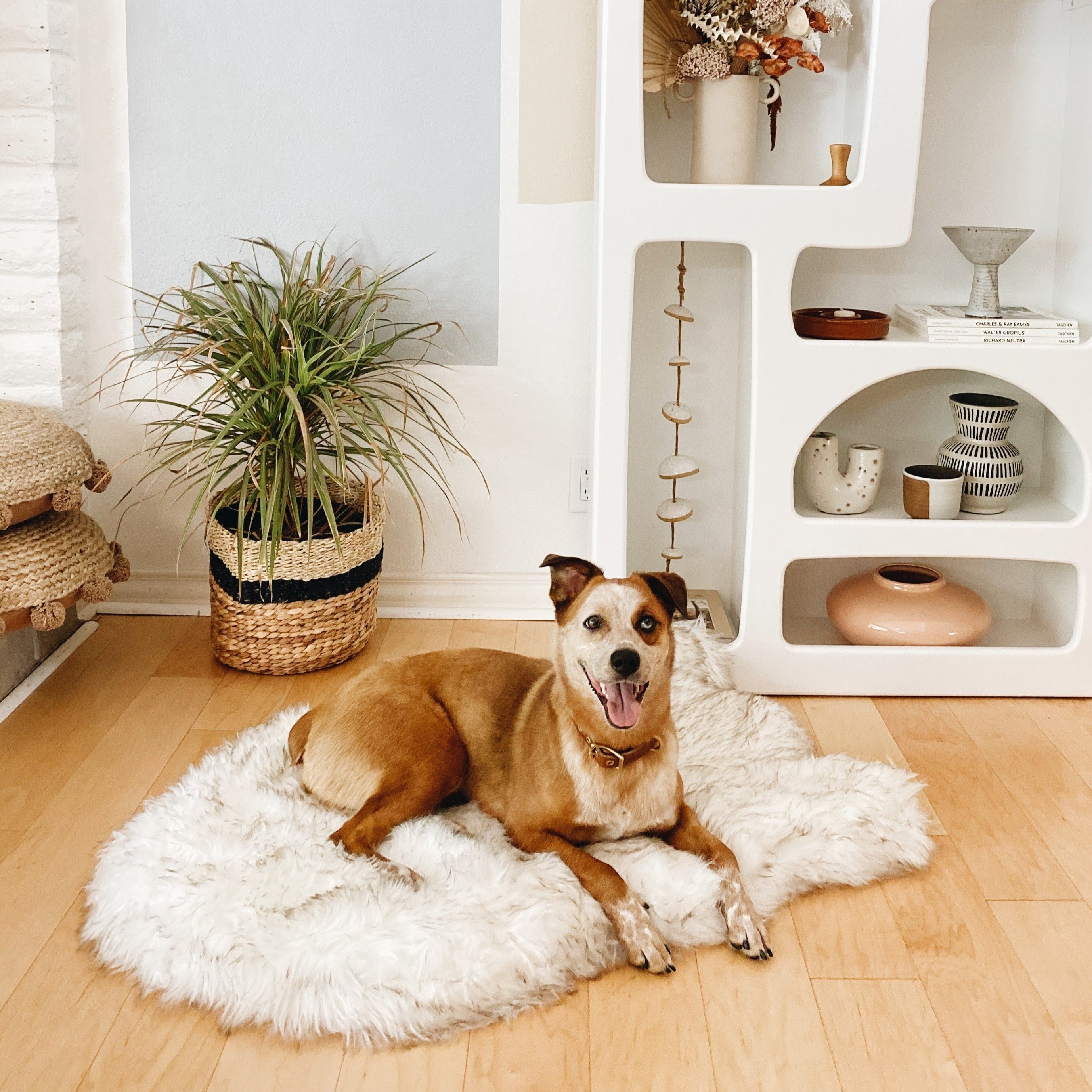 Large brown dog on puprug in a modern home