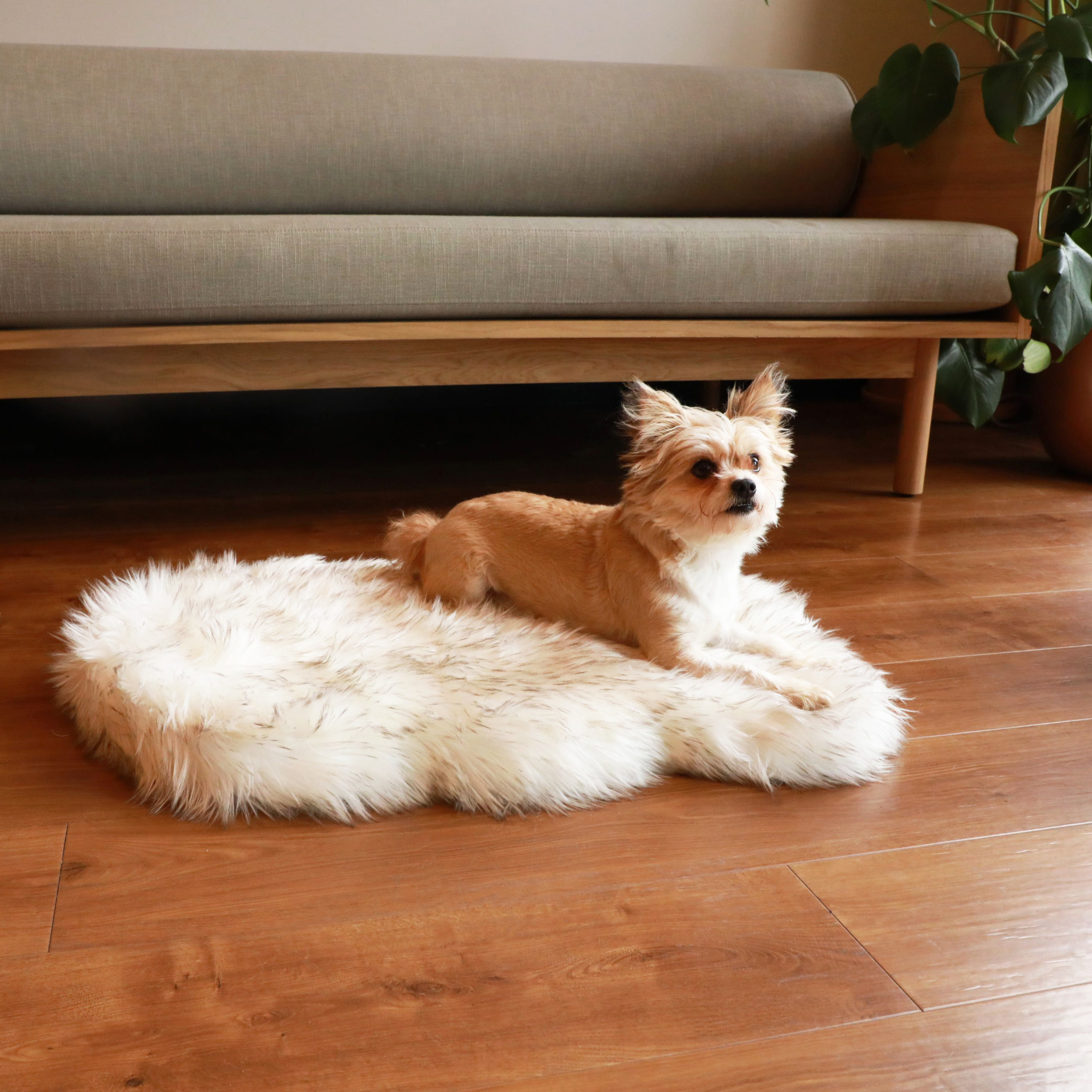 small terrier dog on puprug orthopedic bed