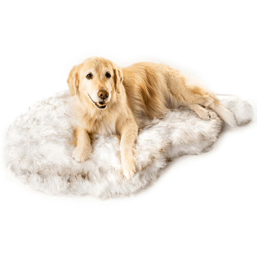 Large dog on a giant rug bed