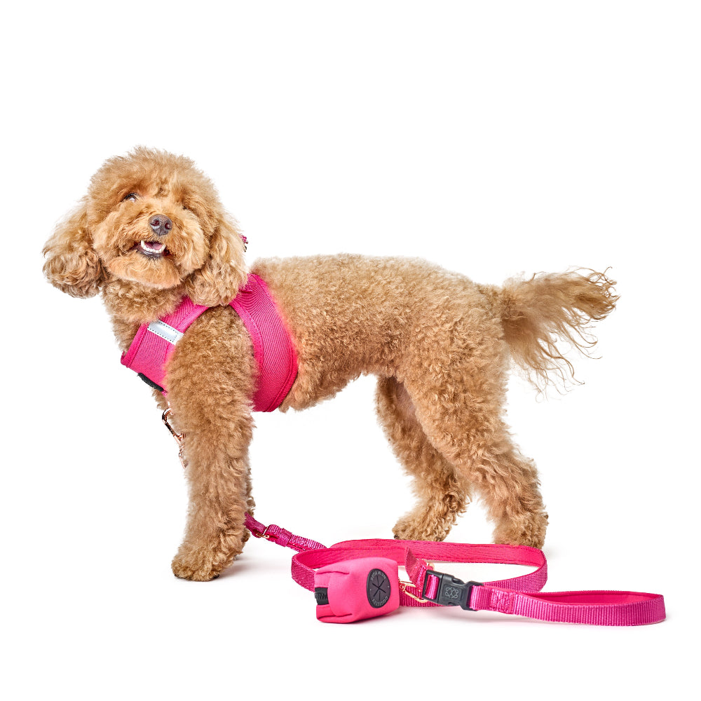 Dog wearing a pink harness and leash on a white background