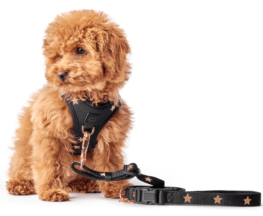 Adjustable Bungee Dog Leash | Rockstar