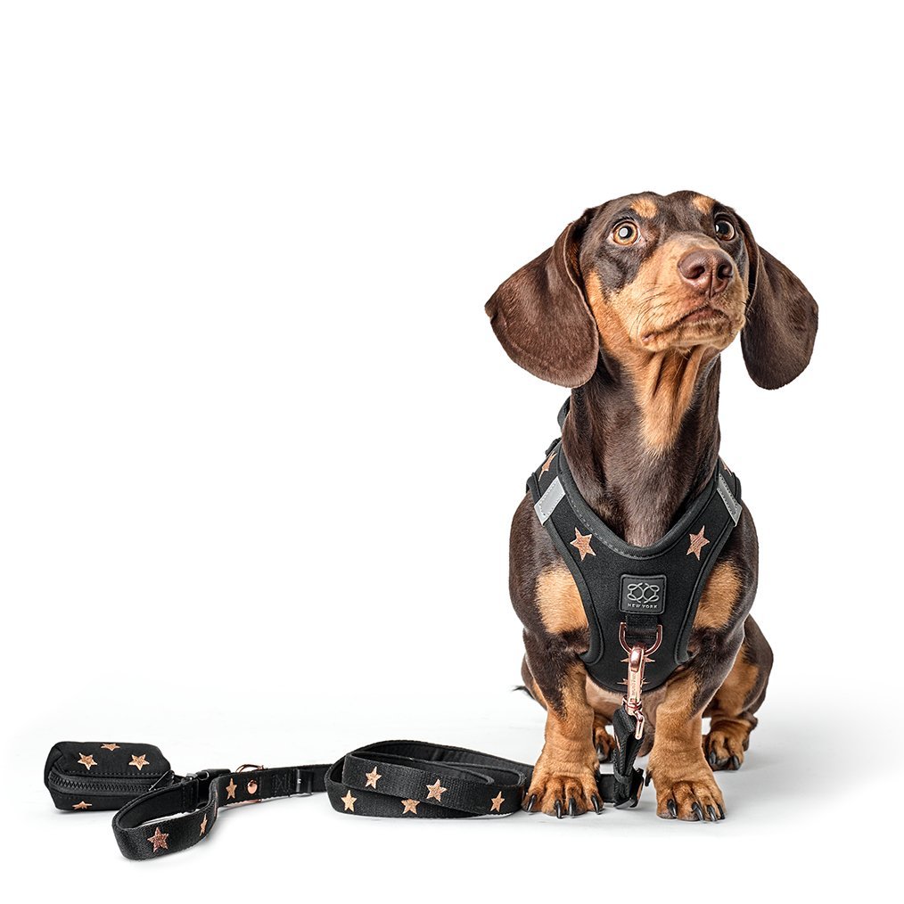 Adjustable Bungee Dog Leash | Rockstar
