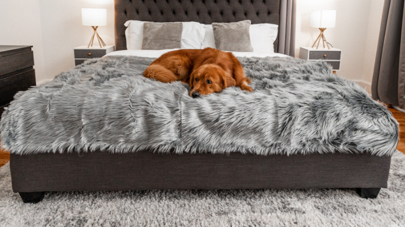 Dog lying on a bed with a gray fluffy blanket in a bedroom setting.