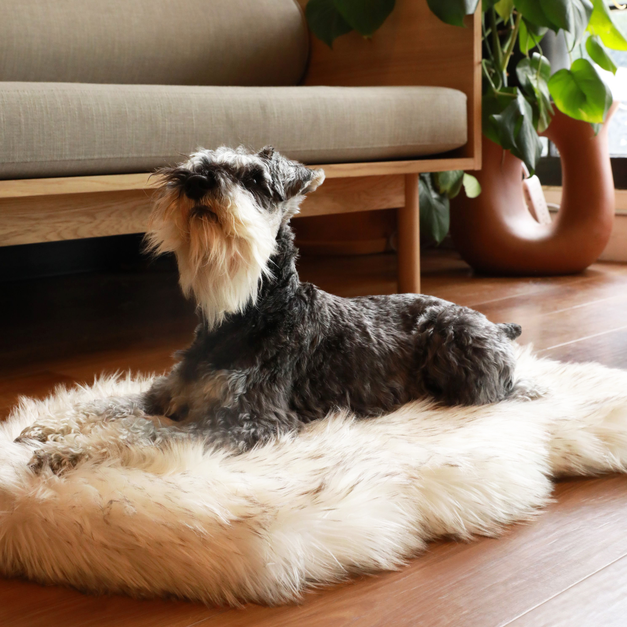 Terrier schnauzer dog on puprug dog bed