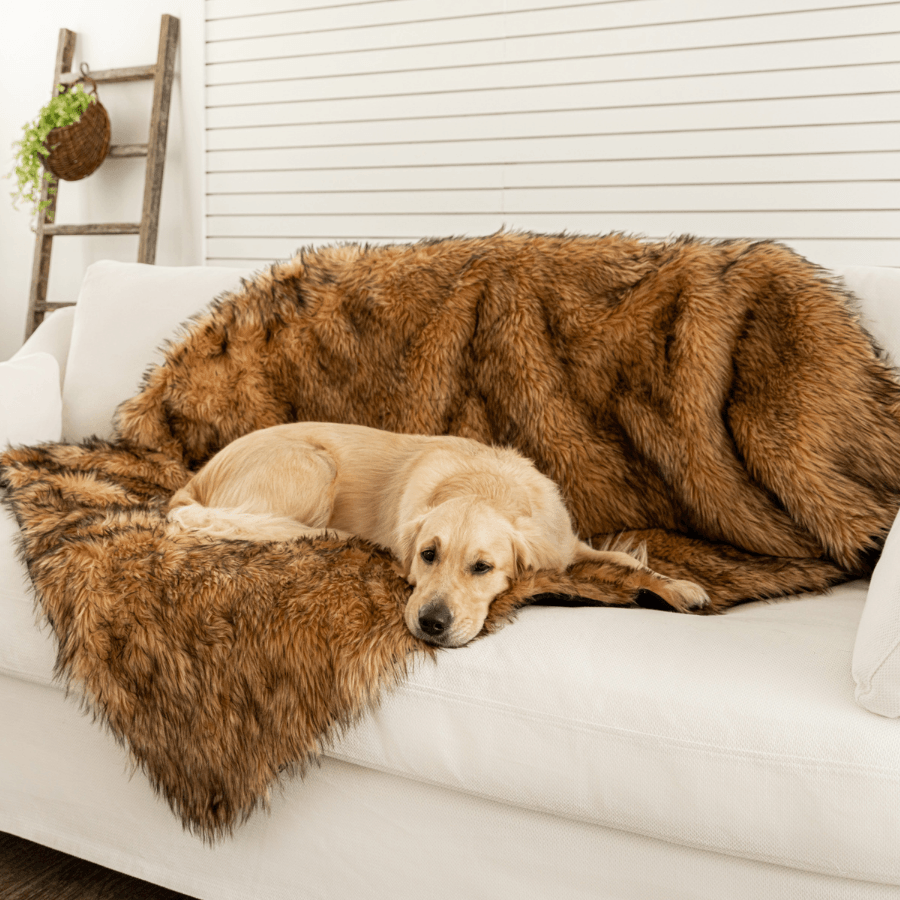 Large dog golden retriever lying on a brown fur pet blanket on a white couch