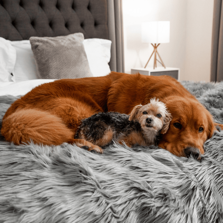 PupProtector waterproof dog blanket in charcoal grey, photo 7