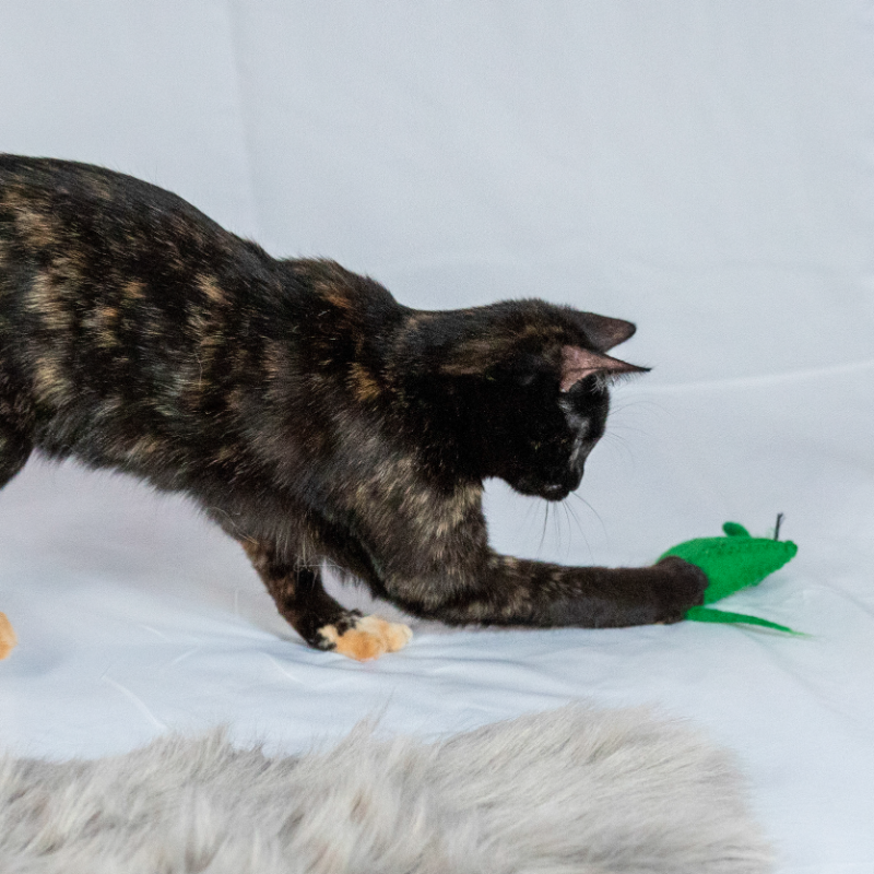 Natural Wool Mouse Cat Toy | Non Toxic | Eco-Pouncer