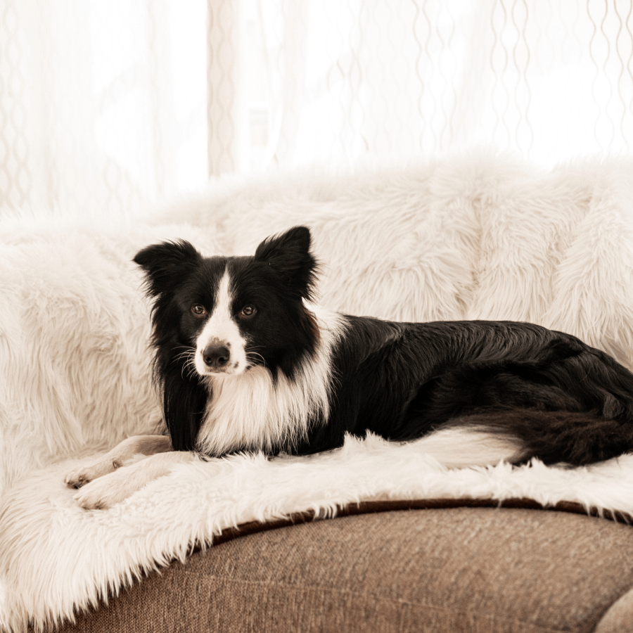 PupProtector waterproof dog blanket in polar white, photo 7