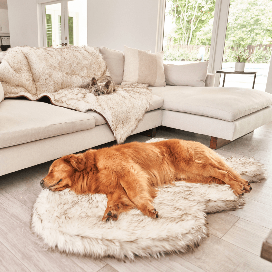 Large dog sleeping on a giant white dog bed