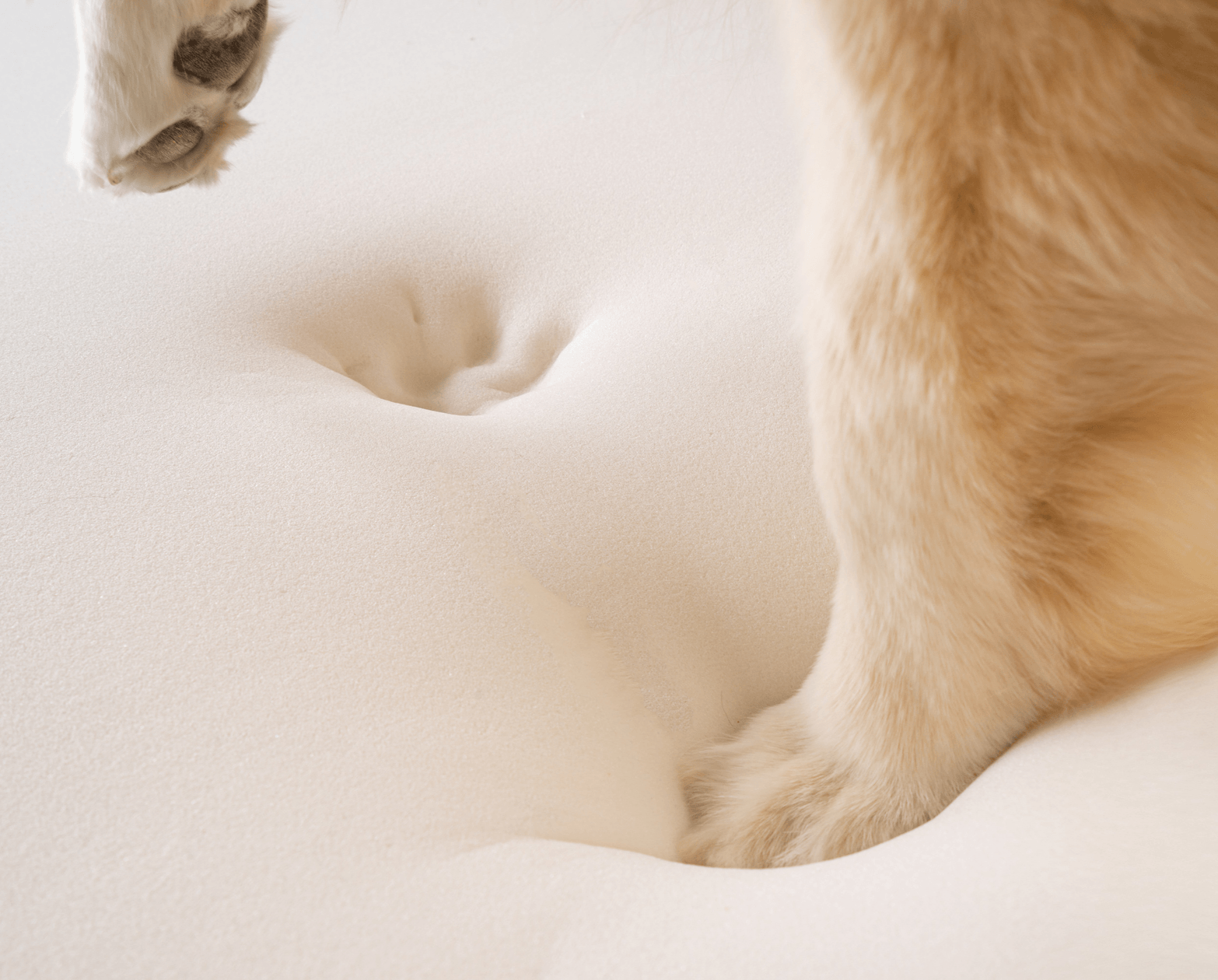Memory foam orthopedic dog bed