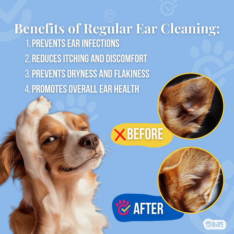 Dog with ear issues before cleaning, showing benefits of regular ear cleaning on a blue background.