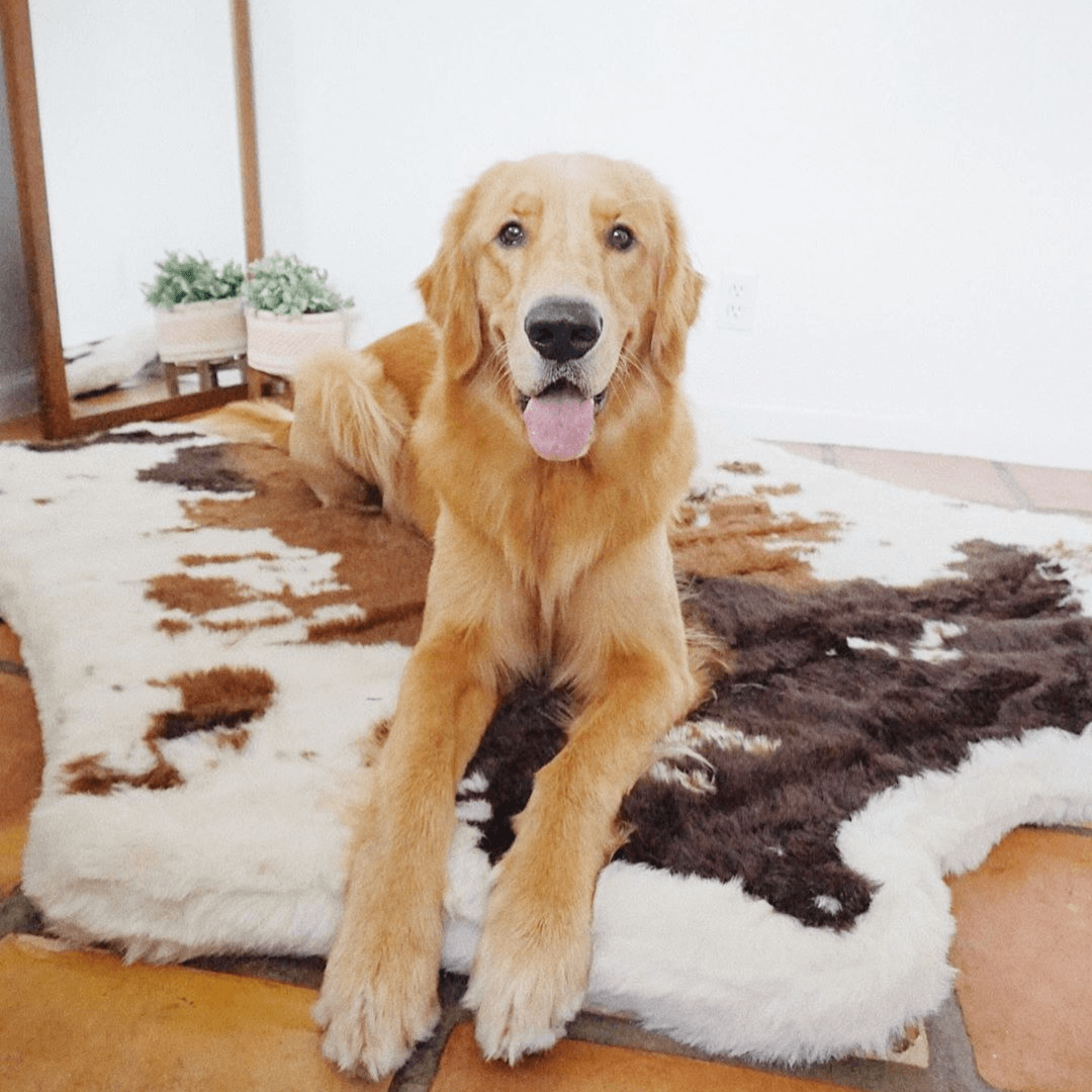 PupRug Memory Foam Dog Bed - Brown Faux Cowhide Cover