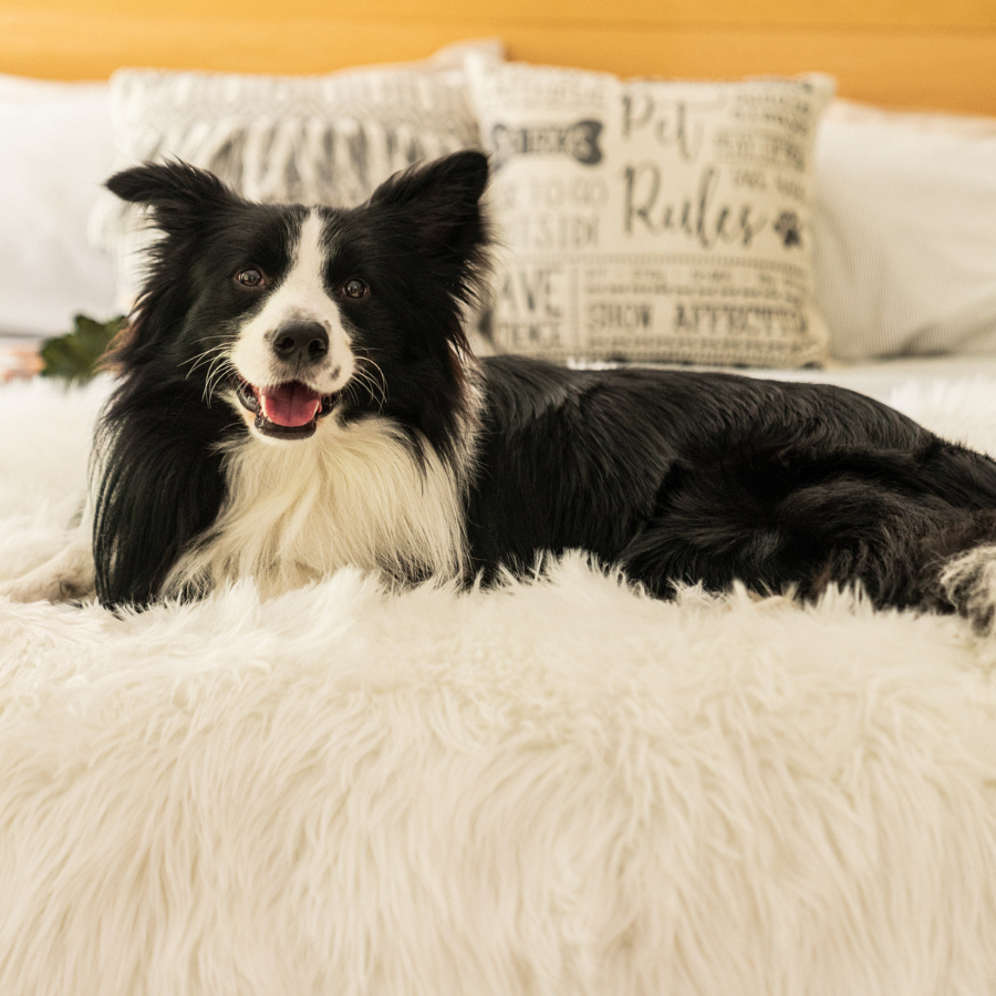 PupProtector waterproof dog blanket in polar white, photo 9