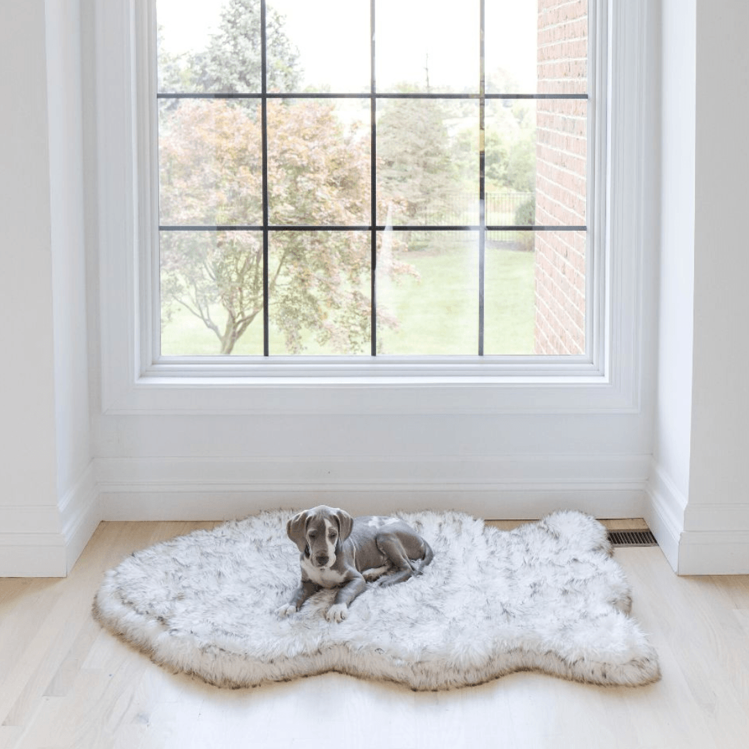 A new puppy on puprug orthopedic white bed