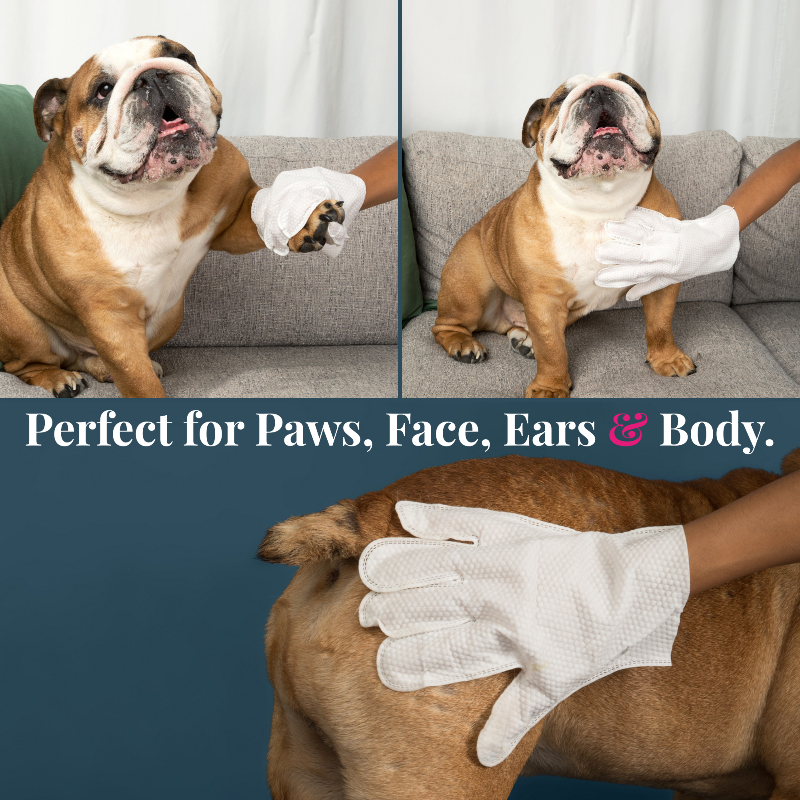 Bulldog being groomed with gloves on a couch, with text 'Perfect for Paws, Face, Ears & Body'.