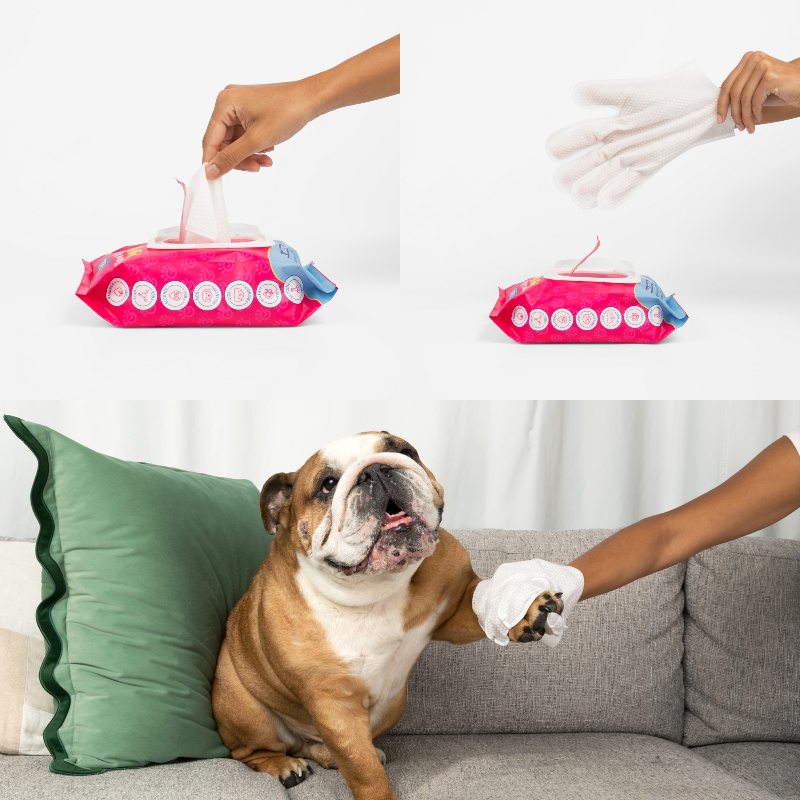 Bulldog getting his paw cleaned with wipes