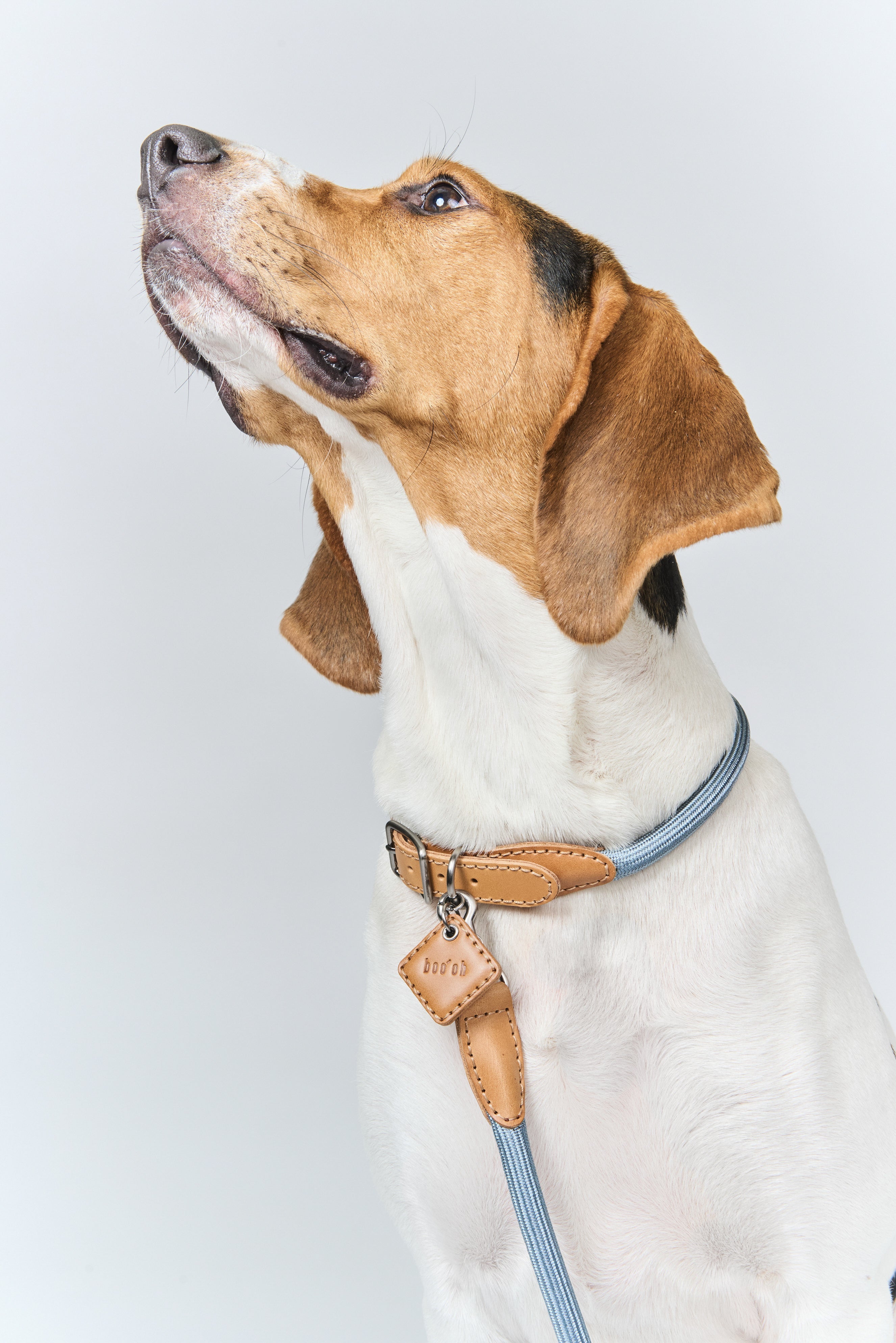 Beagle dog wearing a blue collar and leash on a light gray background