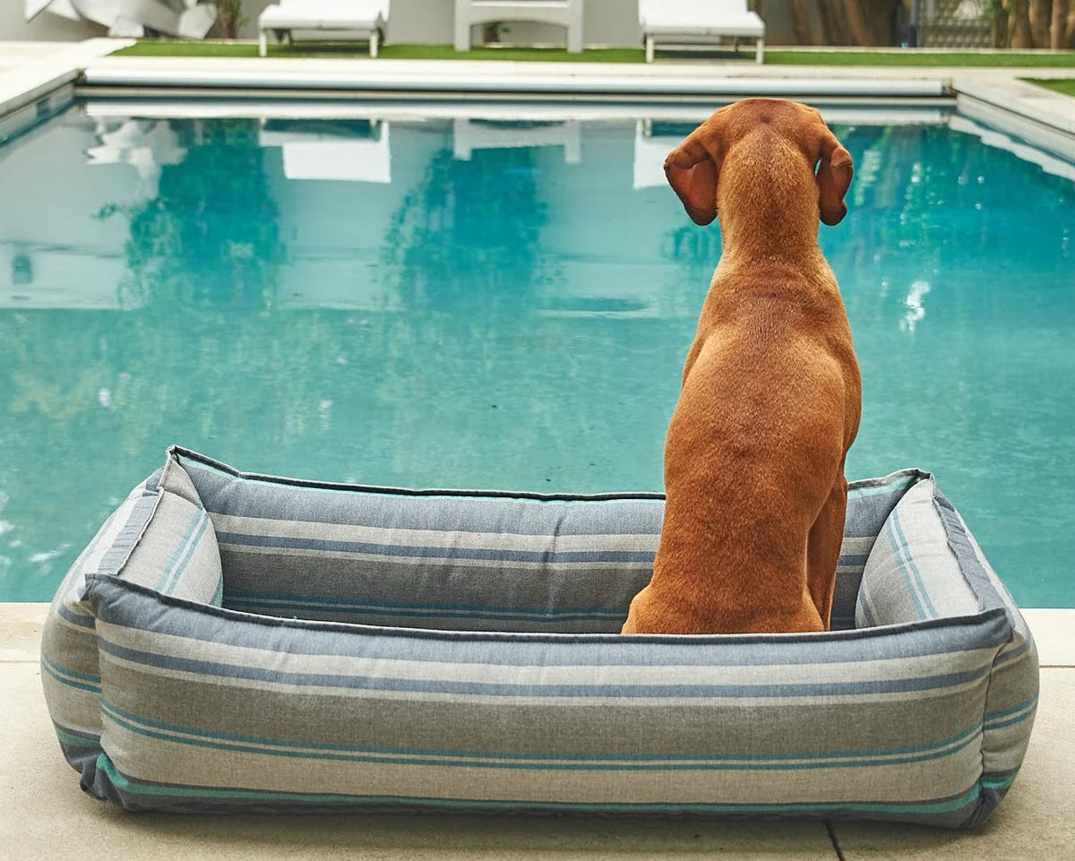 Bowsers outdoor dog bed and large size dog breed Vizsla by the pool in patio with removable striped cover