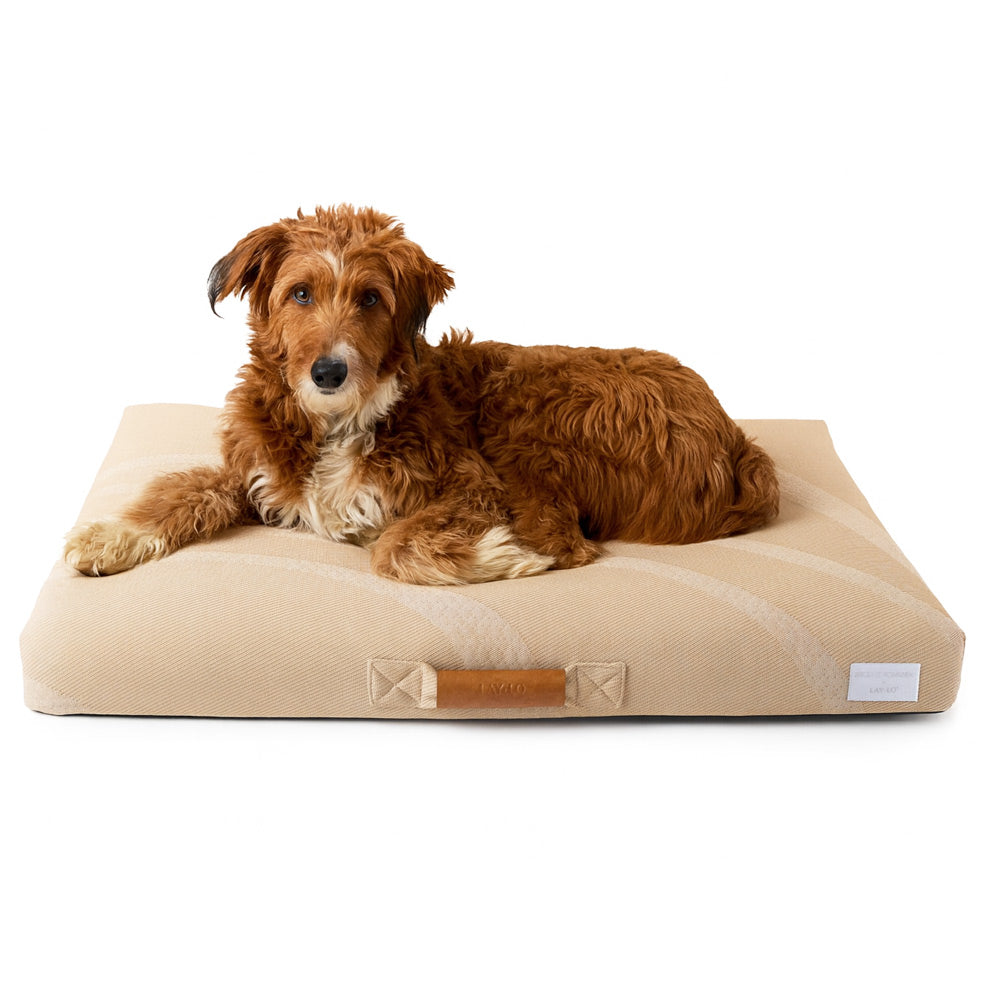 Terrier breed medium size dog lying on a beige pet bed with a white background
