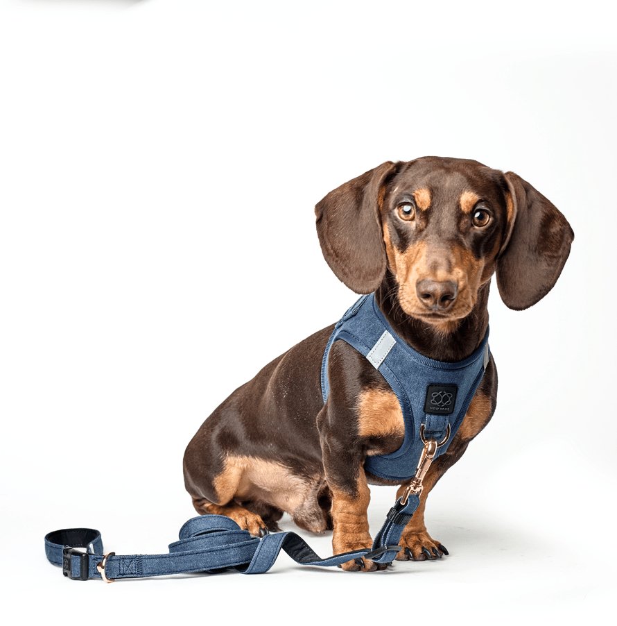 Dachshund wearing a blue harness and leash on a white background