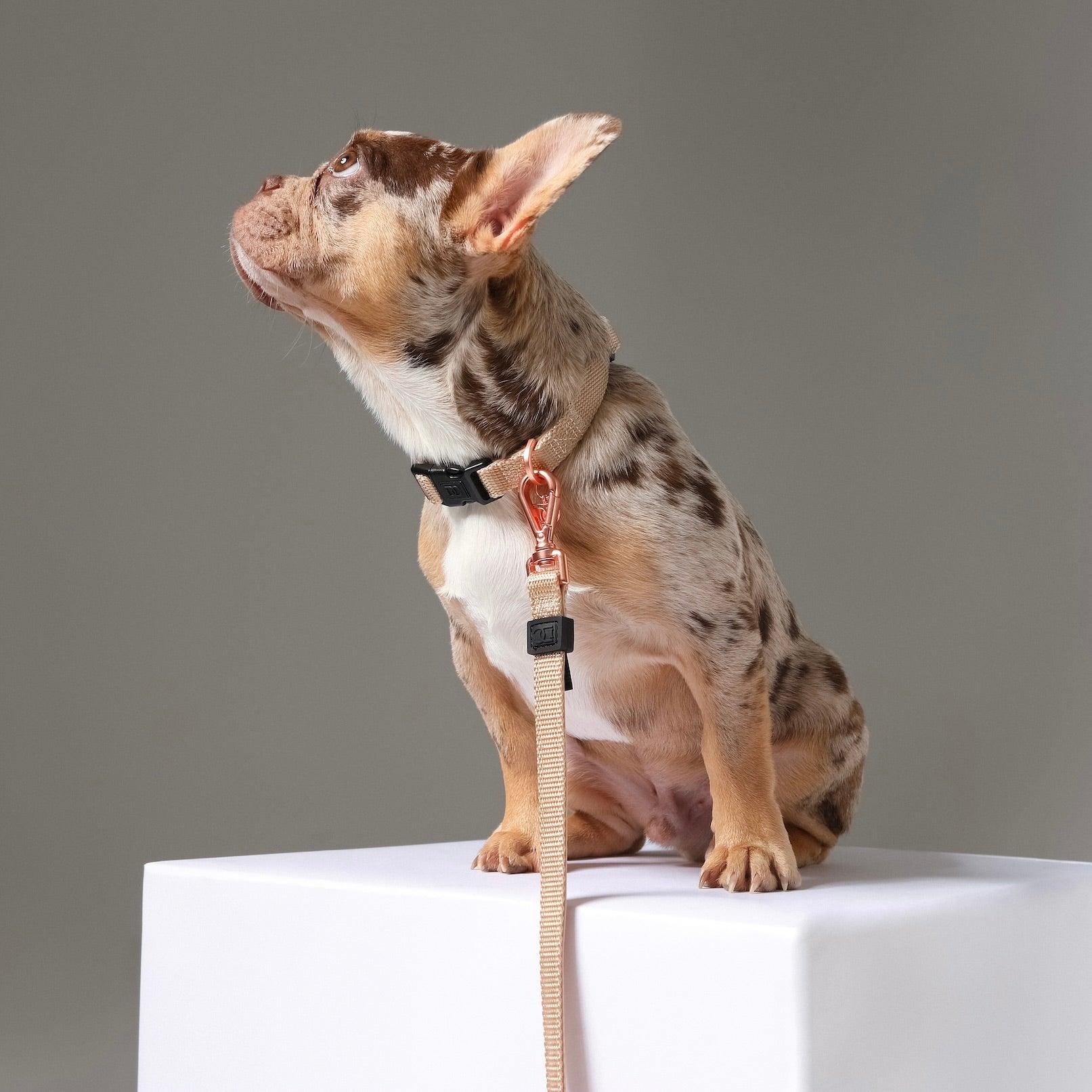 Luxury City Dog Collar | Dune