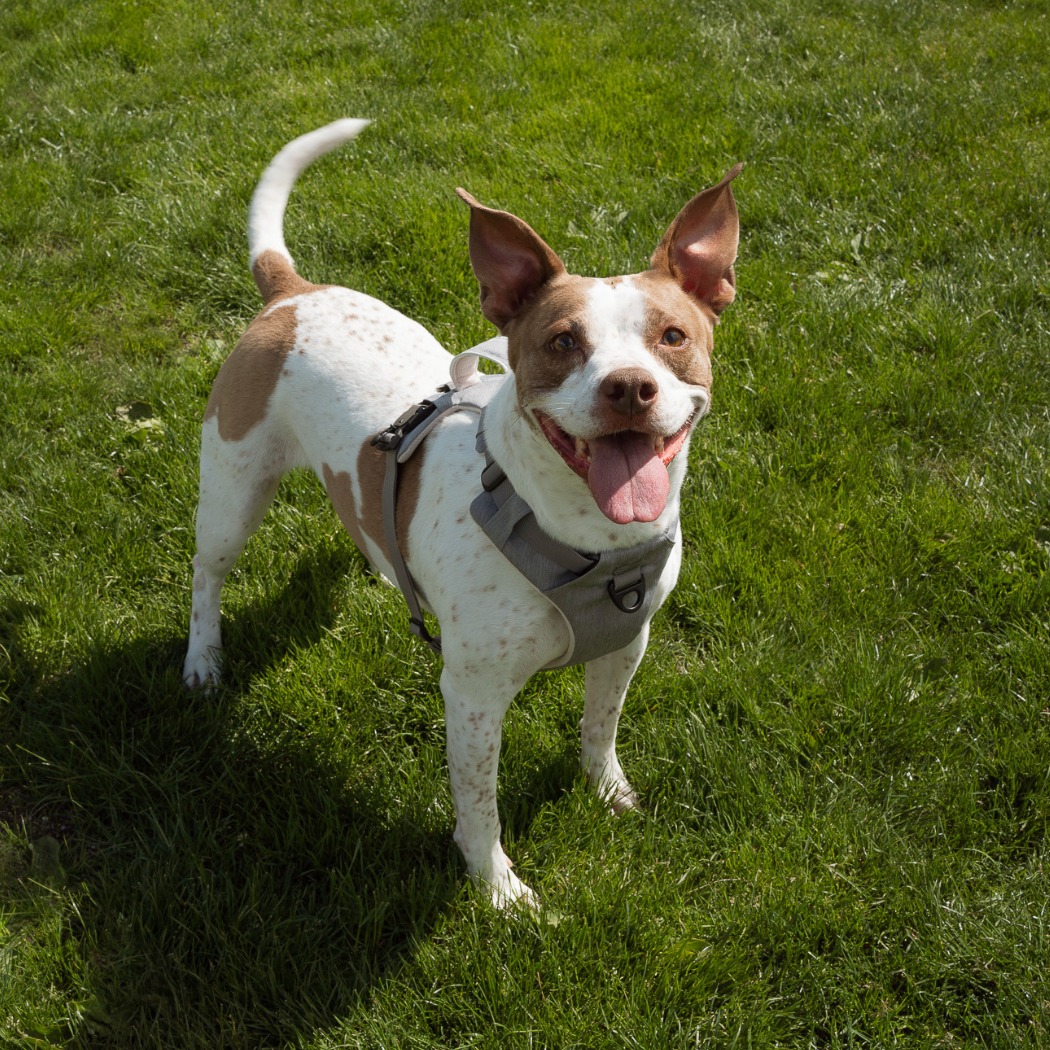 No-Pull Magnetic Dog Harness