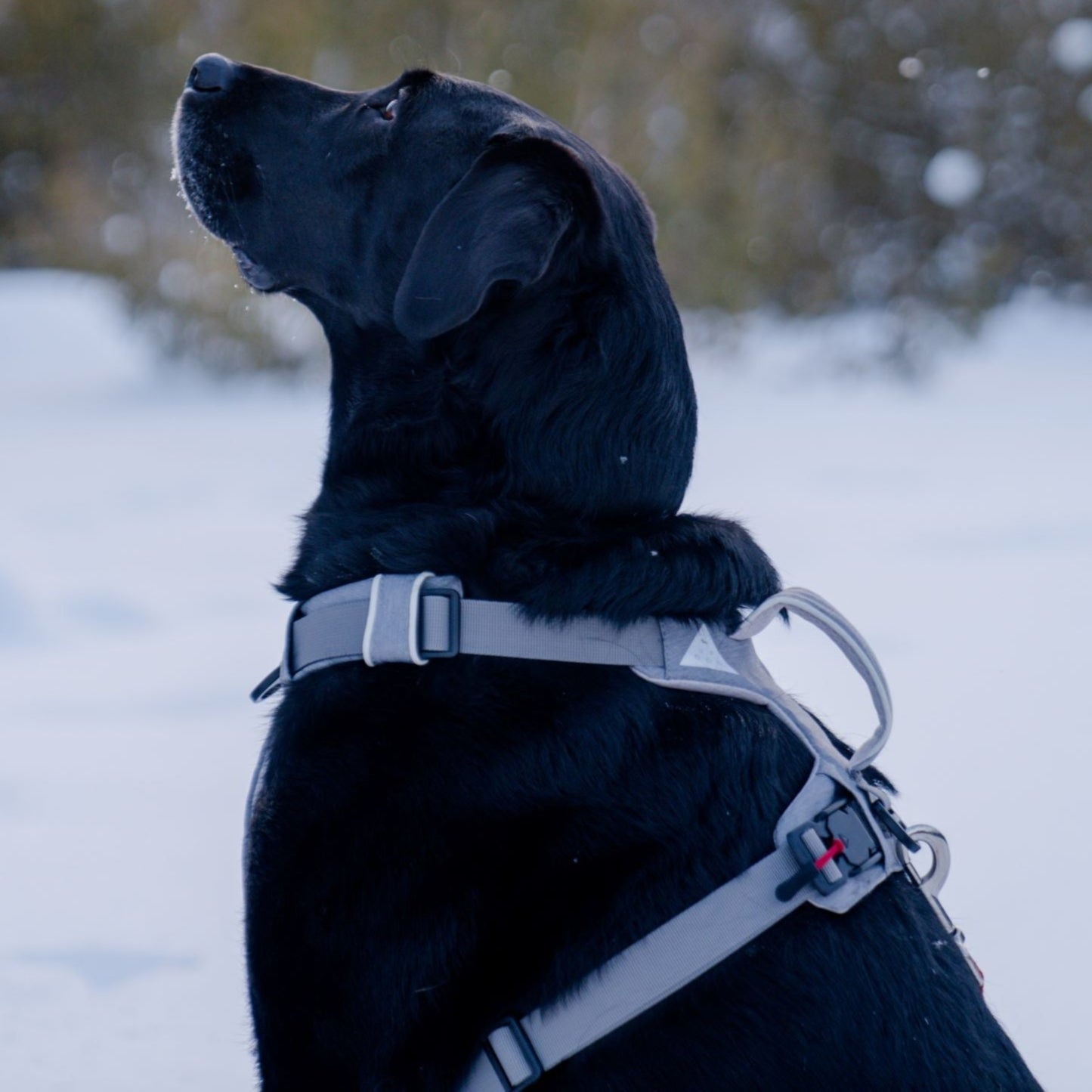 No-Pull Magnetic Dog Harness