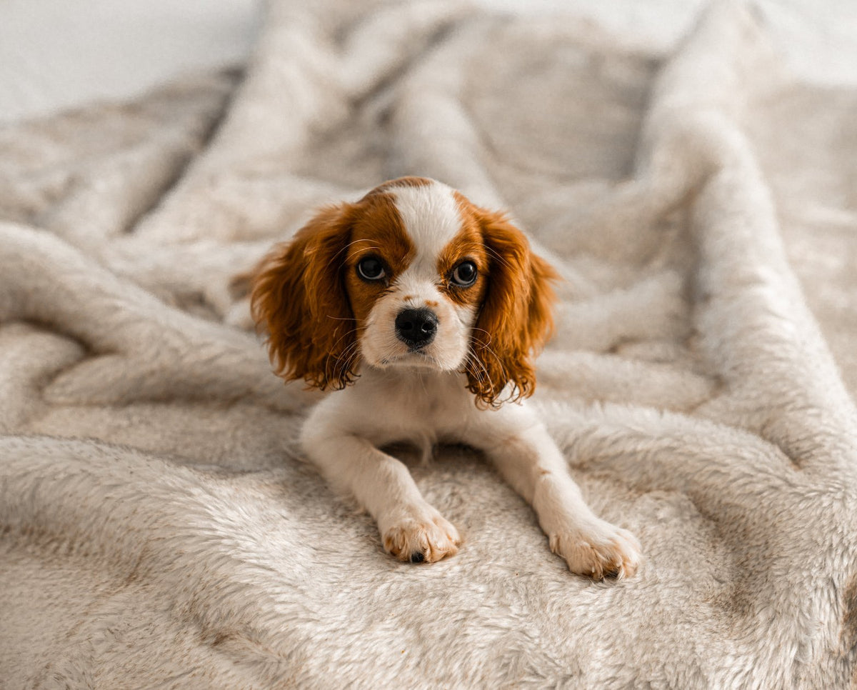 PupProtector summer short fur waterproof dog blanket in white with brown accents, photo 7