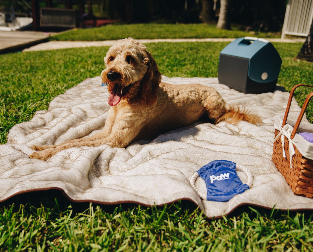 PupProtector summer short fur waterproof dog blanket in white with brown accents, photo 8