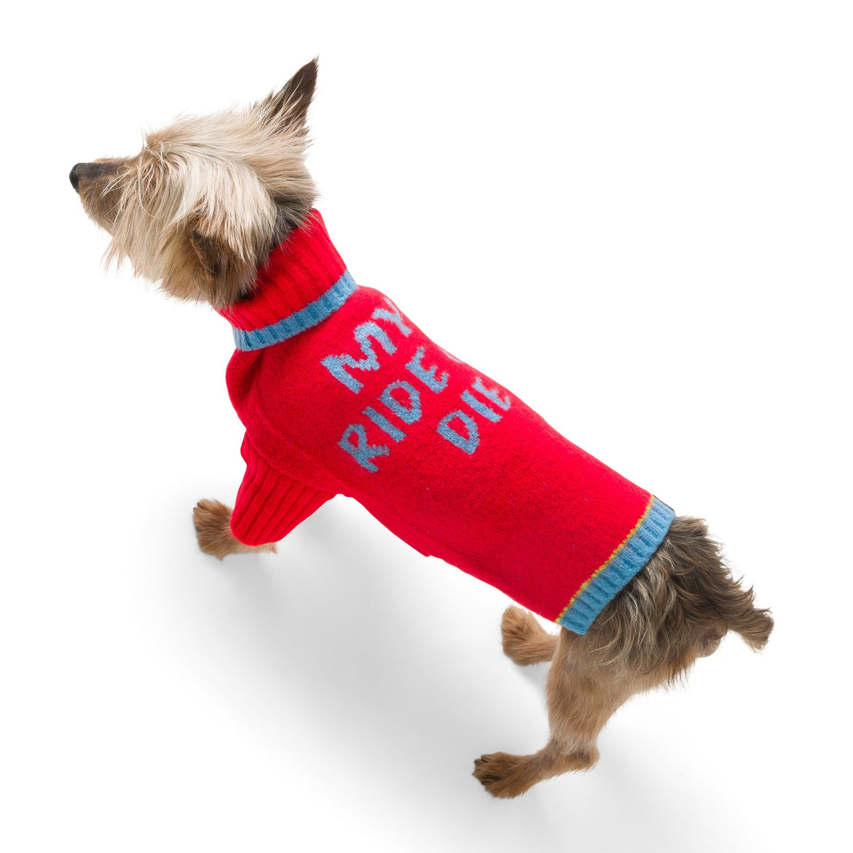 Small dog wearing the red Ride or Die turtleneck sweater
